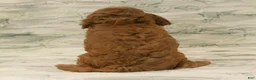 Cavapoo dogs for sale: Max - Ad 6