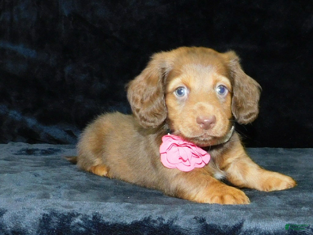 Miniature Dachshund dogs AKC Alice - Ad 2