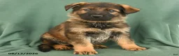 German Shepherd dogs for sale: Griffin - Ad 3