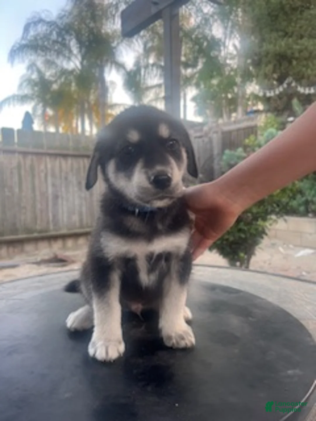 Goberian dogs for sale: Goberian Puppy 7 (Blue) - Ad 1