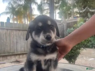 Goberian dogs Goberian Puppy 7 (Blue) - Ad 11