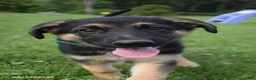 German Shepherd dogs for sale: Bertha - Ad 3