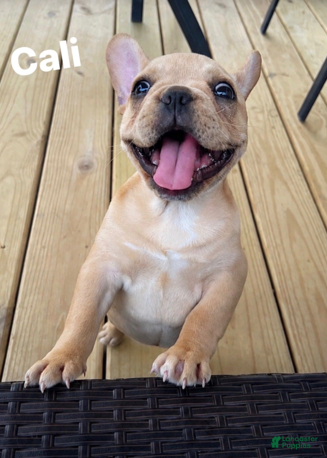 French Bulldog dogs CALI - Ad 2
