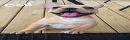 French Bulldog dogs for sale: CALI - Ad 2