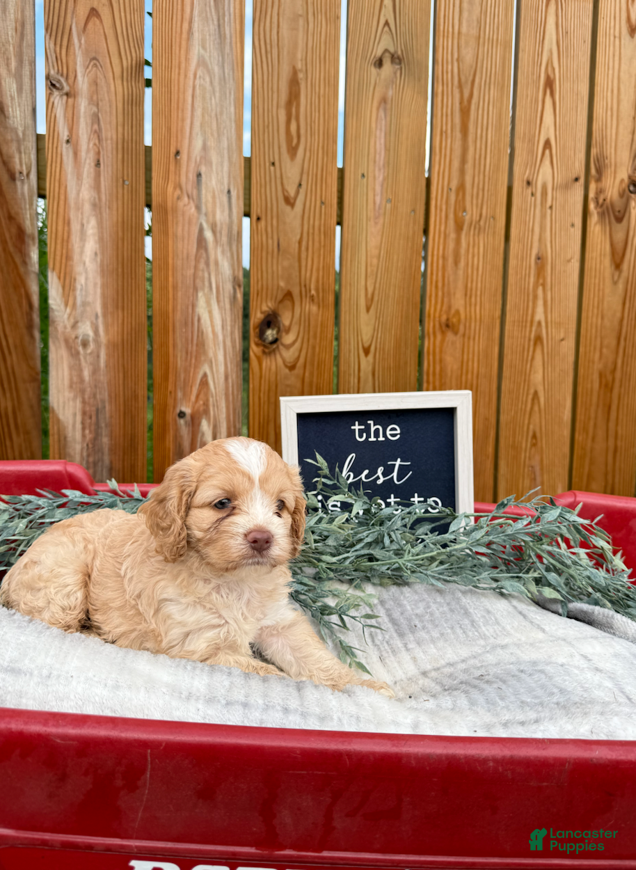 Cockapoo dogs Bailie - Ad 2