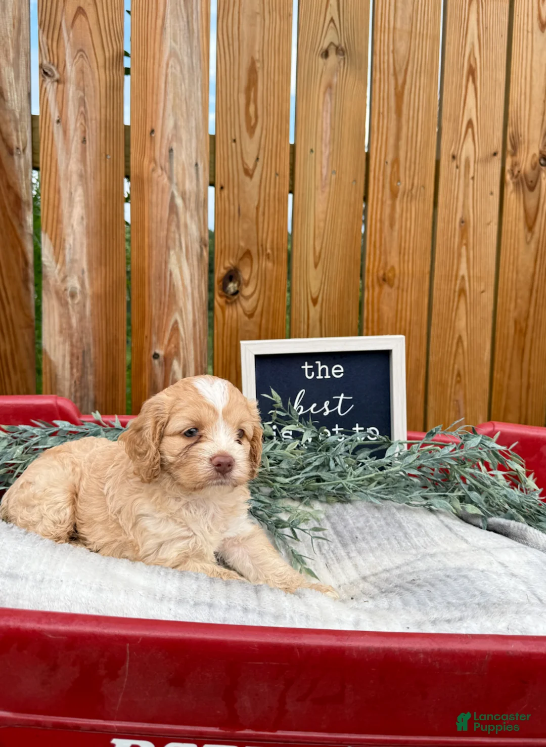 Cockapoo dogs for sale: Bailie - Ad 2