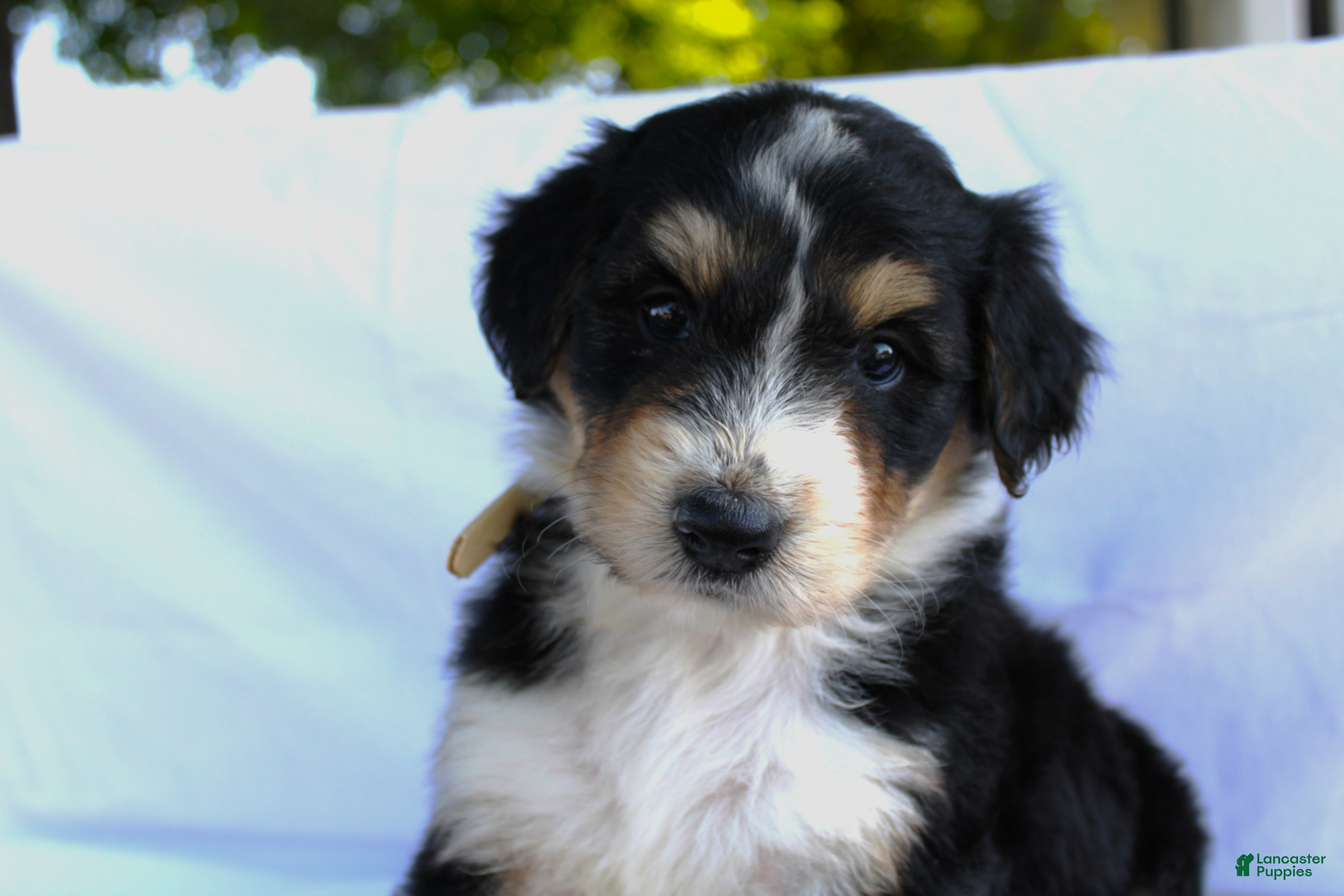Bernedoodle dogs Smiley - Ad 1