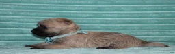Cairn Terrier dogs for sale: Caspian - Ad 3