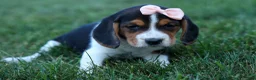 Beagle dogs for sale: Cleo 🌸 - Ad 14