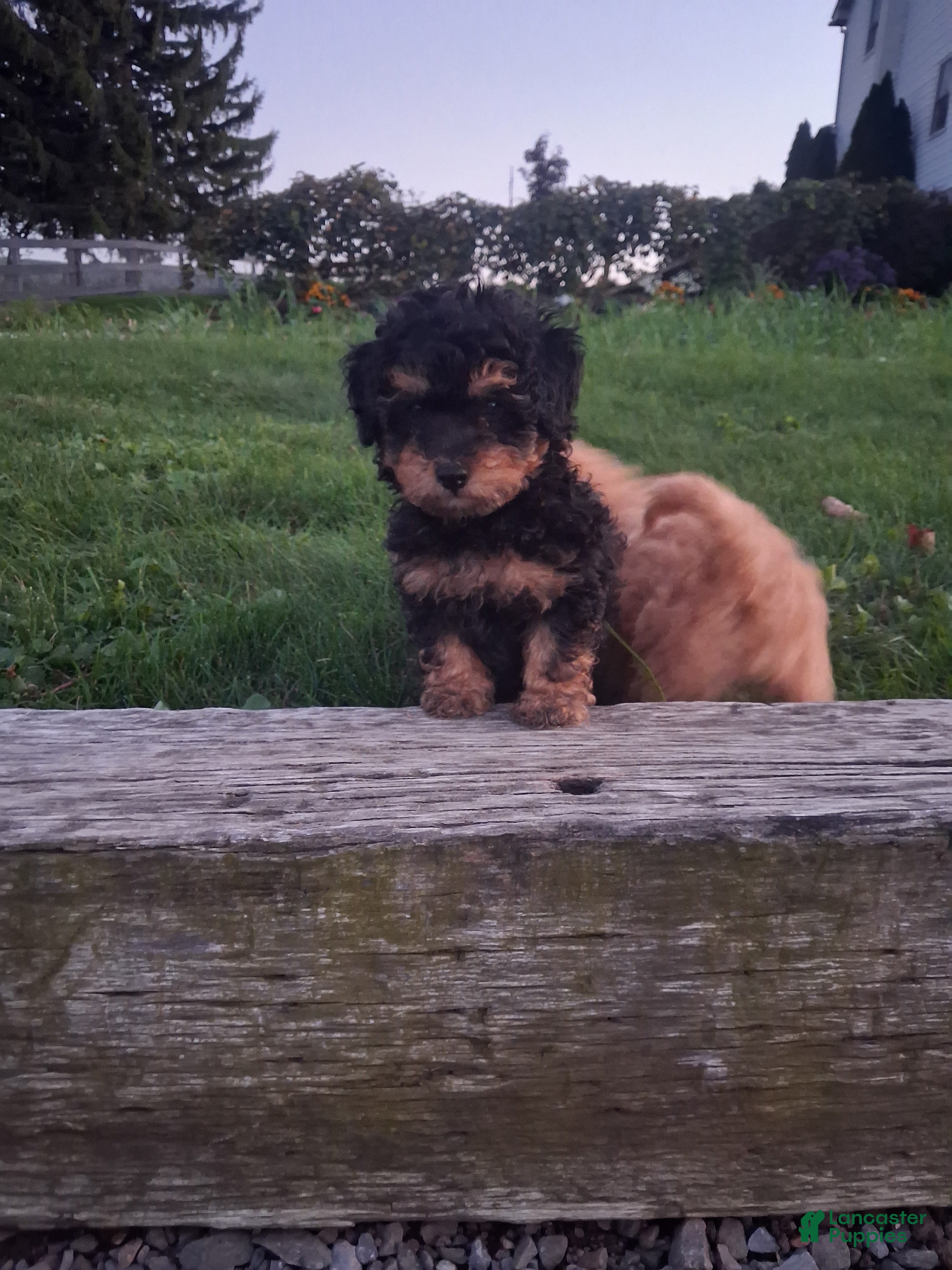 Miniature Poodle dogs Colton - Ad 2