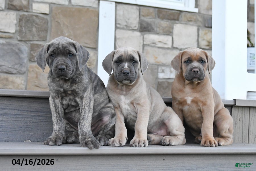 Cane Corso dogs Jazer - Ad 2