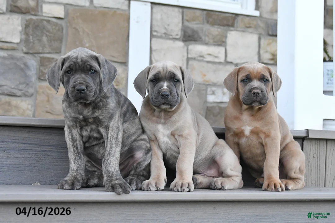 Cane Corso dogs for sale: Jazer - Ad 2