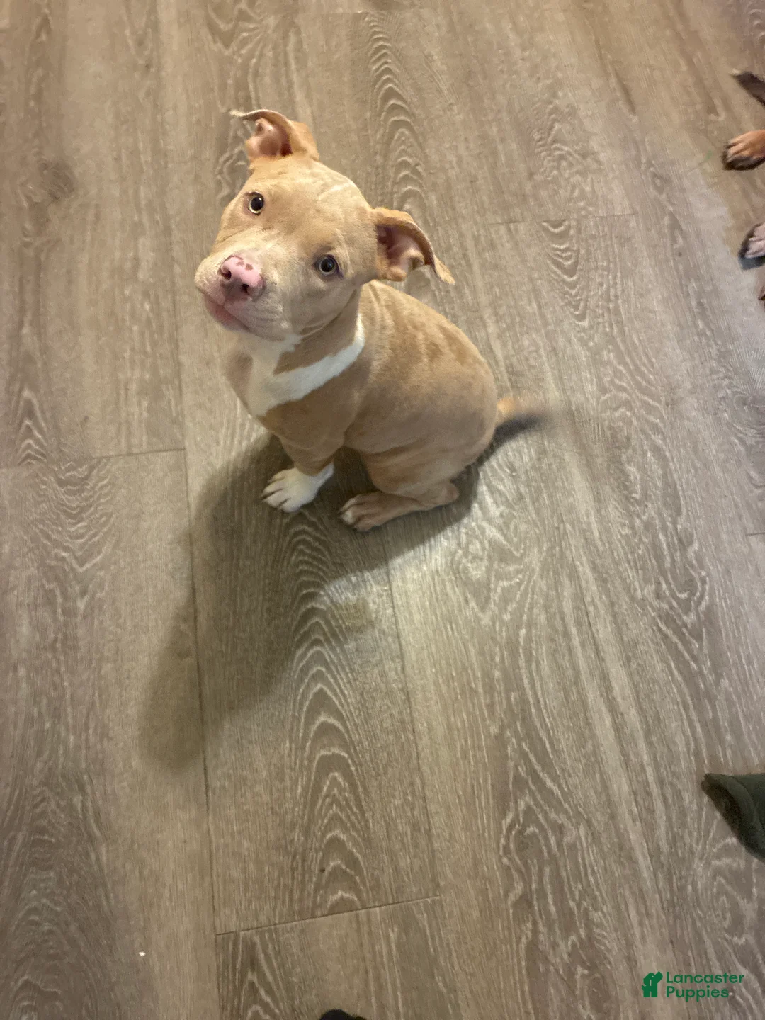 American Bully dogs for sale: American Bully 1 - Ad 2