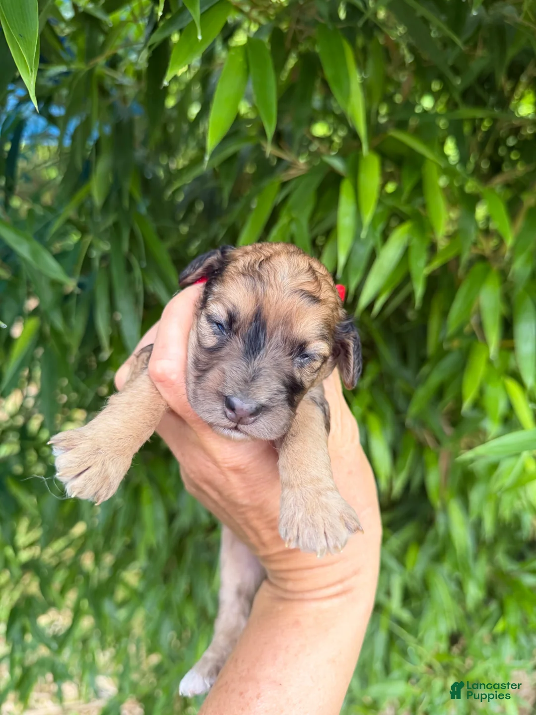 Cockapoo dogs for sale: Cockapoo Puppy 5 - Ad 1