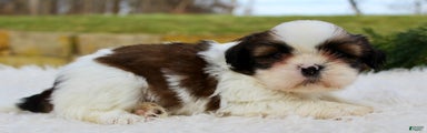 Shih Tzu Puppy 2