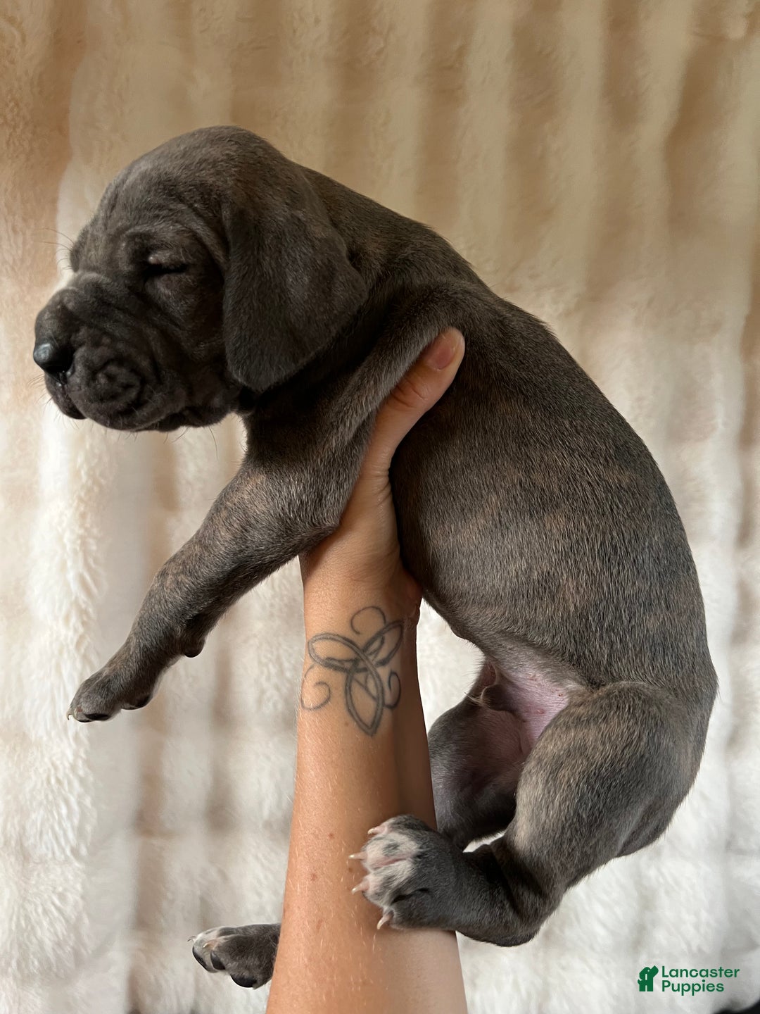 Great Dane dogs for sale: Playmaker - Ad 2