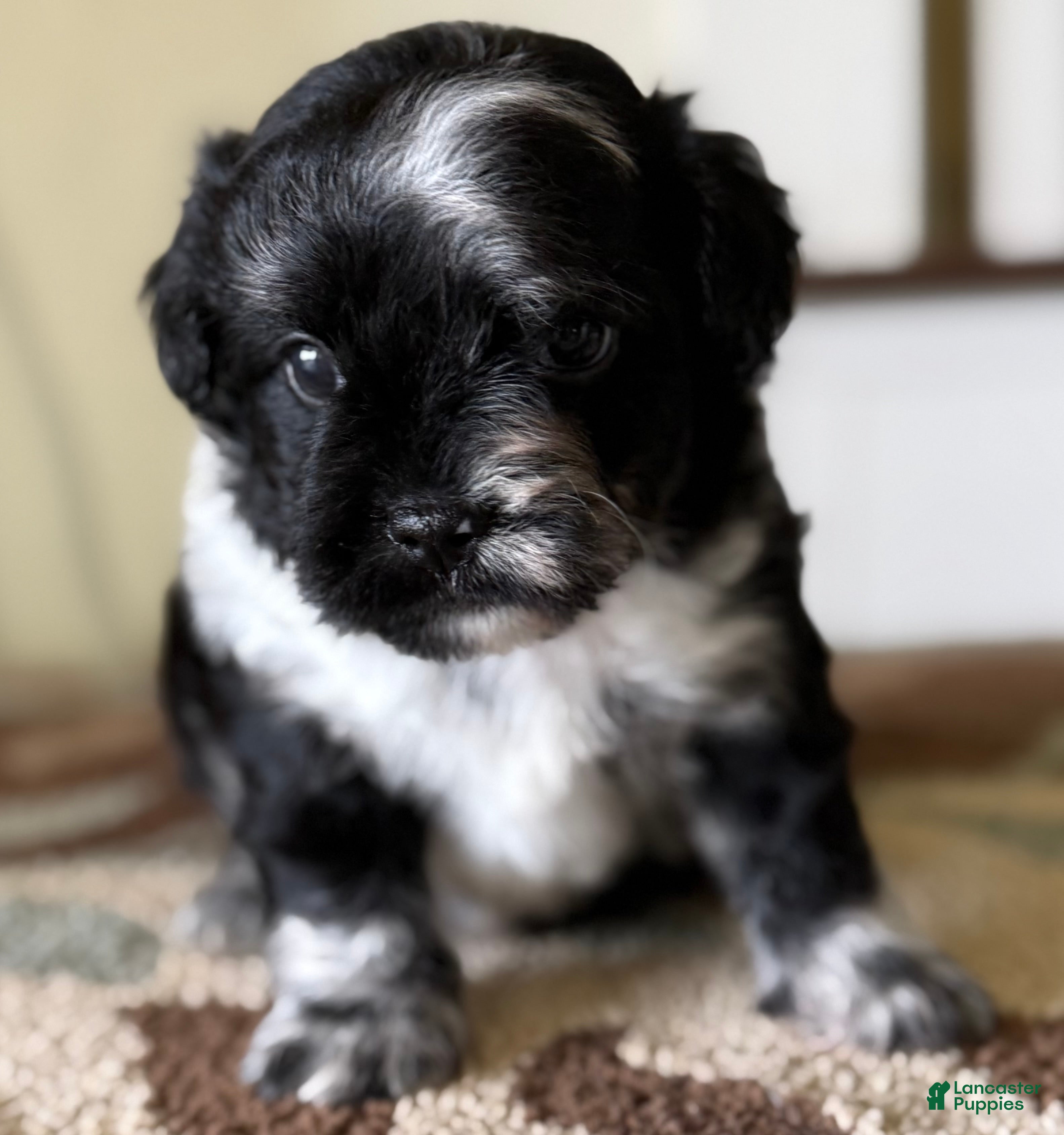 Mixed Breed dogs Tiny Tim - Ad 25