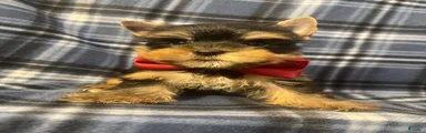 Yorkshire Terrier 1