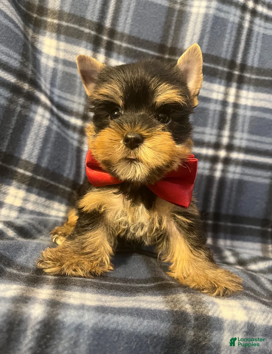 Yorkshire Terrier dogs for sale: Yorkshire Terrier 1 - Ad 1