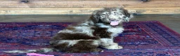 Miniature Labradoodle dogs for sale: Speck - Ad 3
