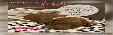 Mocha