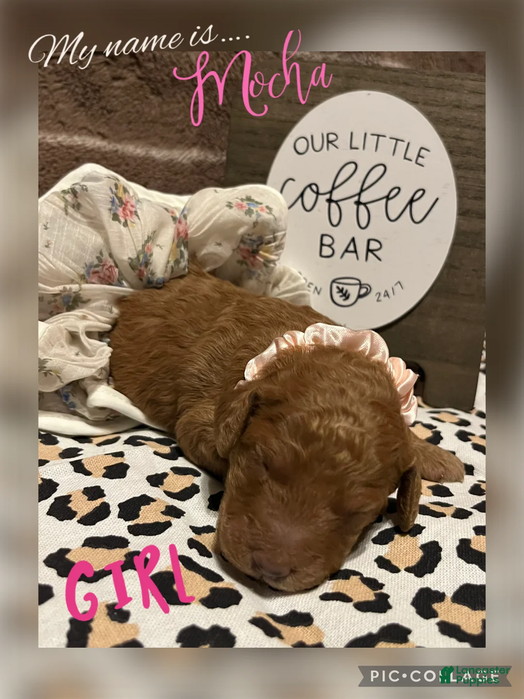 Miniature Poodle dogs for sale: Mocha - Ad 1