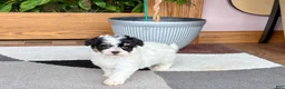 Havapoo dogs for sale: Havapoo girl 1 - Ad 9