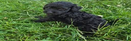 Cavapoo dogs for sale: Onyx - Ad 7