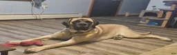 English Mastiff dogs for sale: Orange - Ad 4