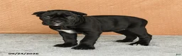 Cane Corso dogs for sale: Ramona - Ad 1