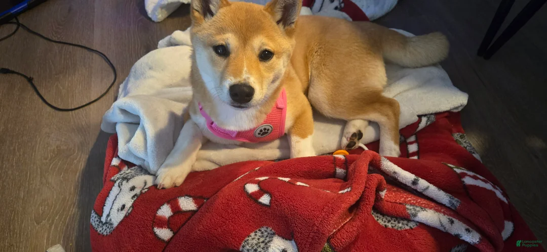 Shiba Inu dogs for sale: Shiba Inu Puppy 1 - Ad 2
