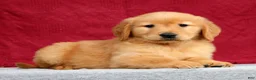 Golden Retriever dogs for sale: Saphire - Ad 5
