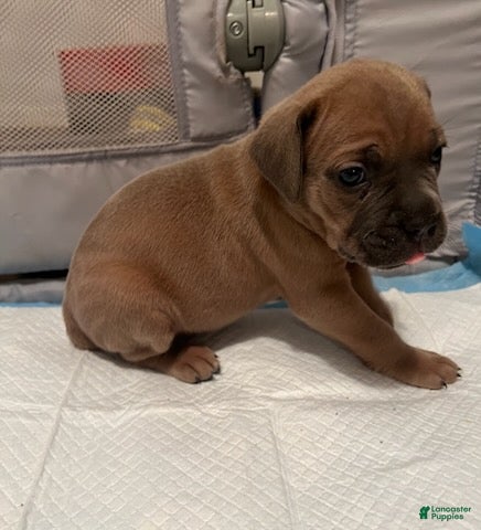 Cane Corso dogs Girl 1 - Ad 1