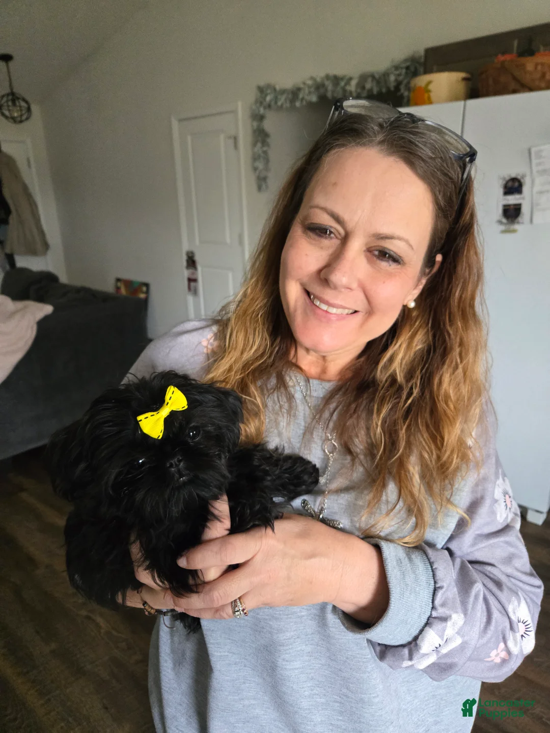 Shih Tzu dogs for sale: Dallas - Ad 32