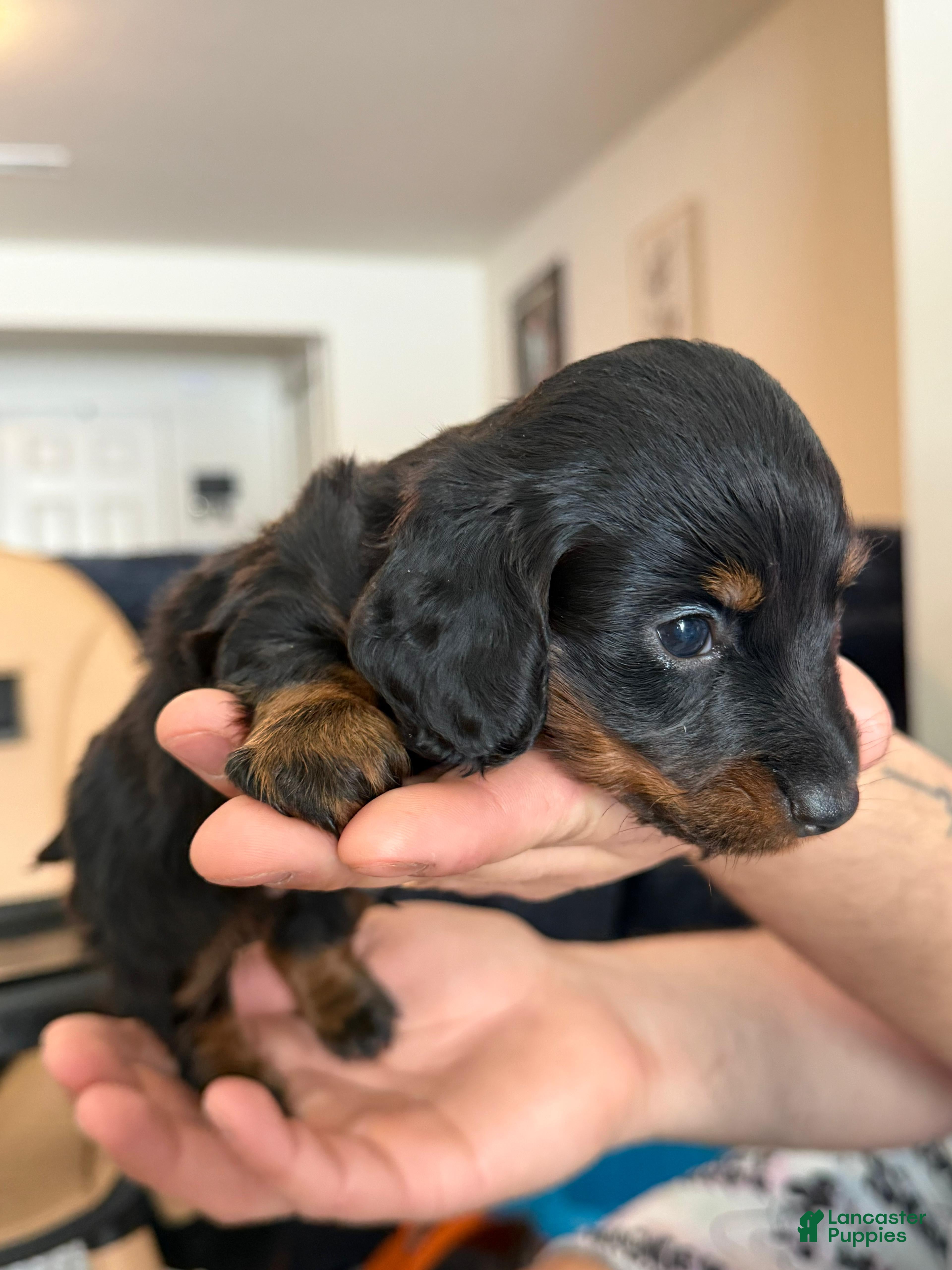 Dachshund dogs Dachshund Puppy 1 - Ad 1