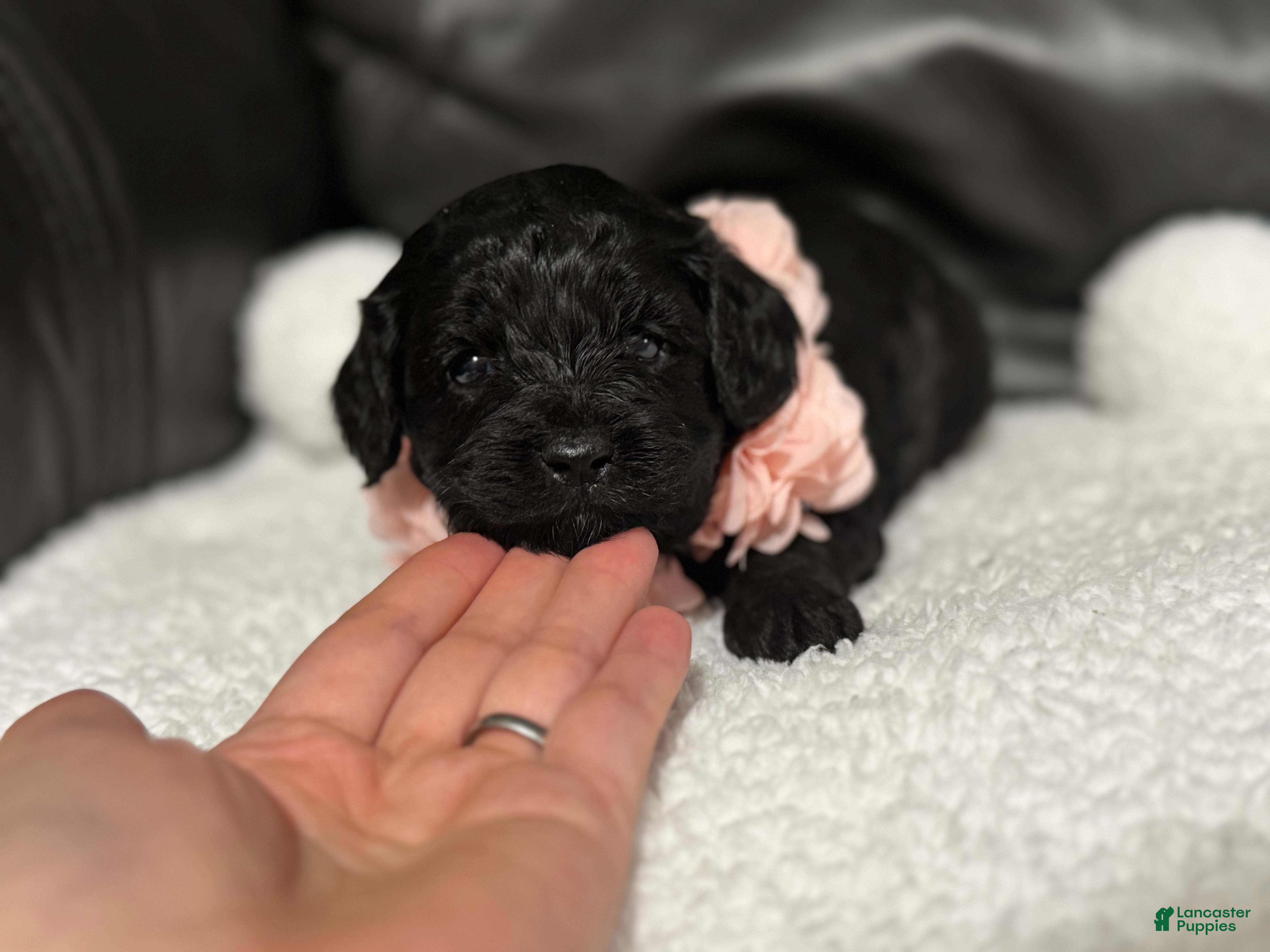 Cavapoo dogs Lulu - Ad 34