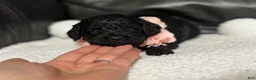 Cavapoo dogs for sale: Lulu - Ad 1