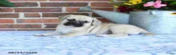 Puggle dogs for sale: Taffy - Ad 3