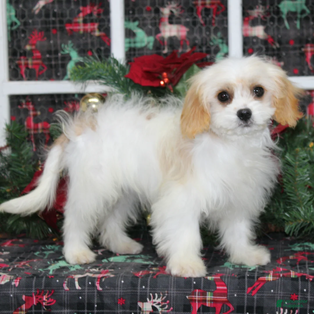 Cavachon dogs for sale: Maple - Ad 1