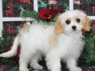 Cavachon dogs Maple - Ad 2