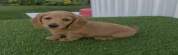 Miniature Dachshund dogs for sale: Alex - Ad 1