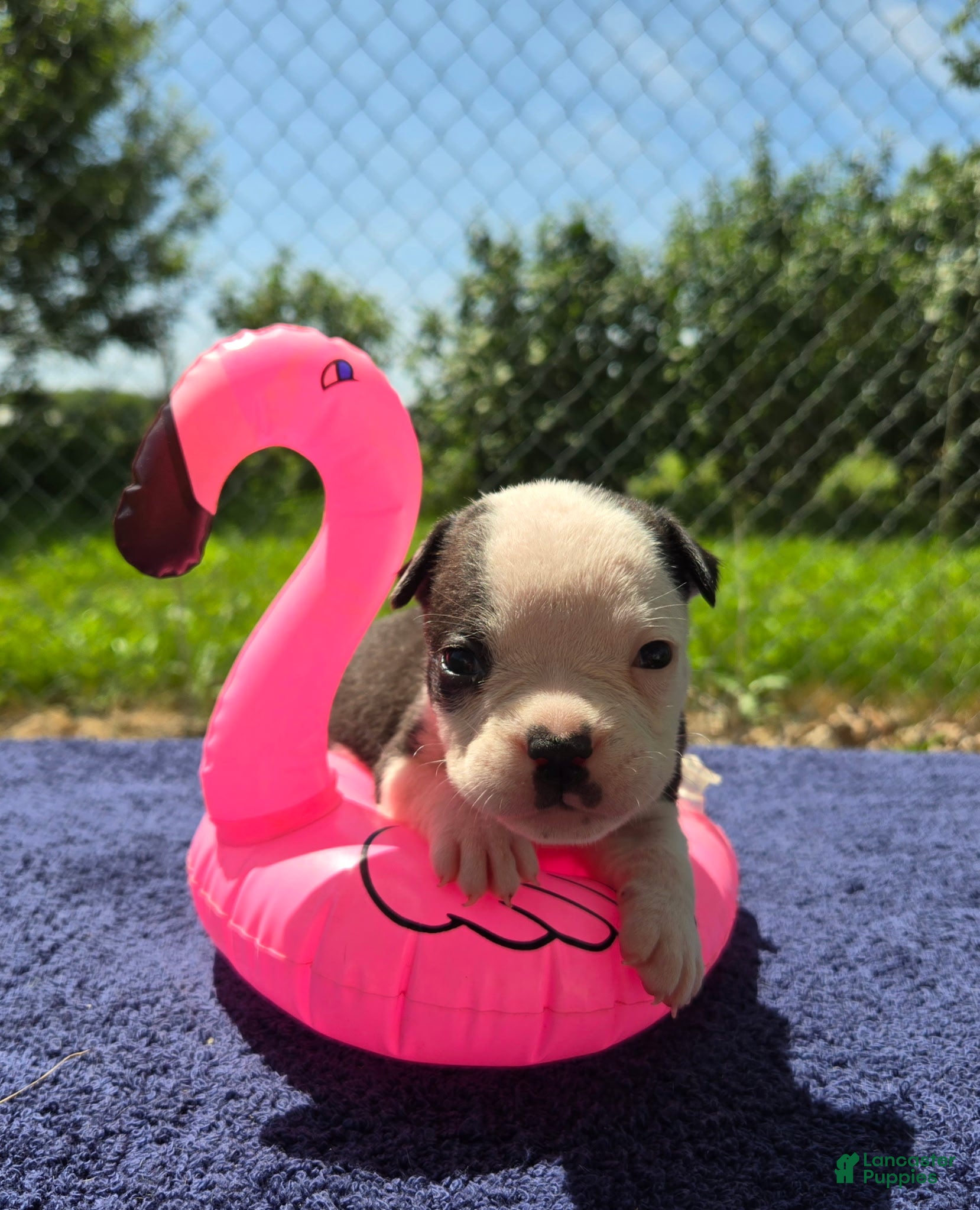 Olde English Bulldogge dogs Bonnie - Ad 1