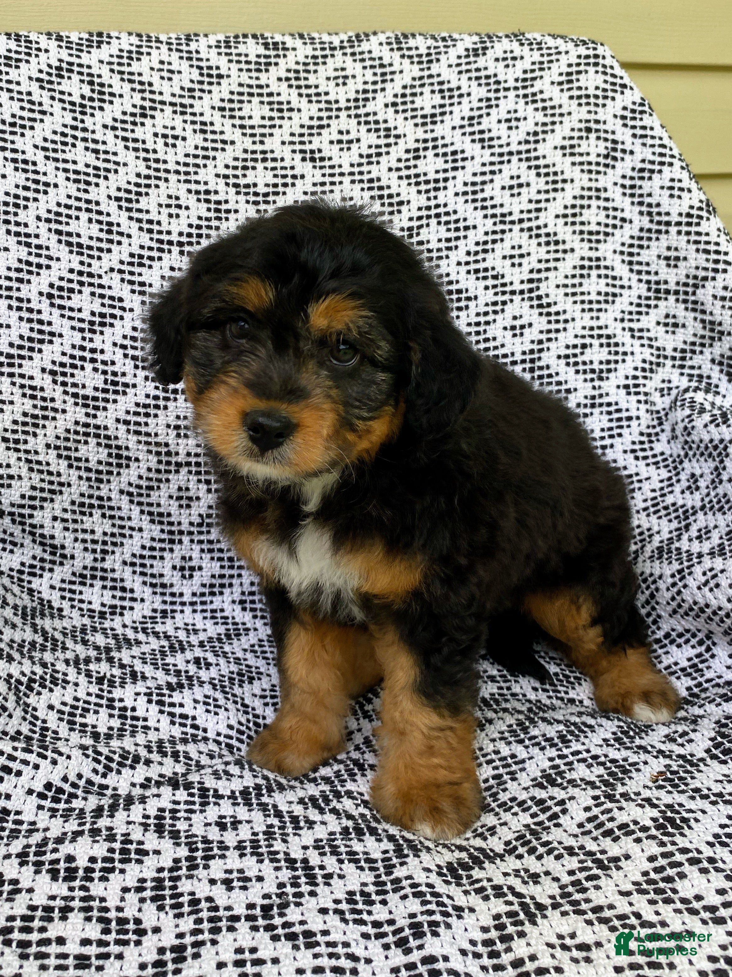 Mini Aussiedoodle dogs Tabby - Ad 1