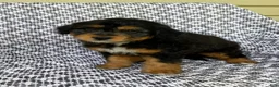 Mini Aussiedoodle dogs for sale: Tabby - Ad 1