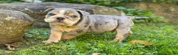 English Bulldog dogs for sale: Nicky - Ad 4