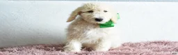 Goldendoodle dogs for sale:  Puppy 9-Weekend sale 💚 - Ad 6
