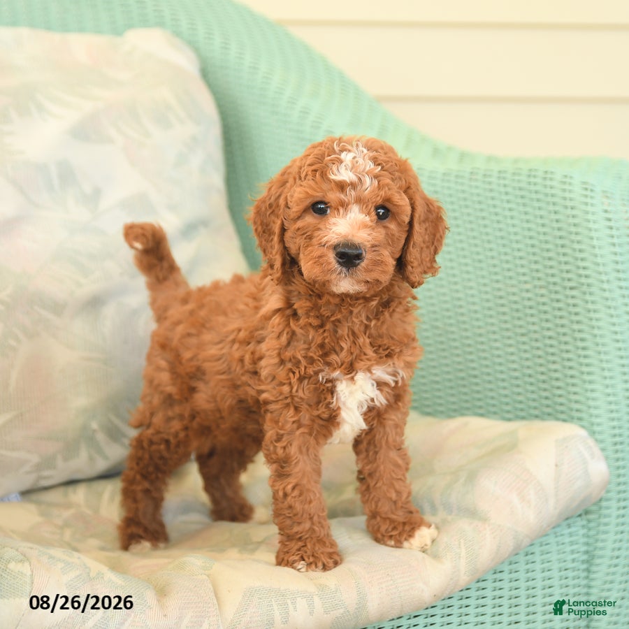 Cavapoo dogs Farlow - Ad 1