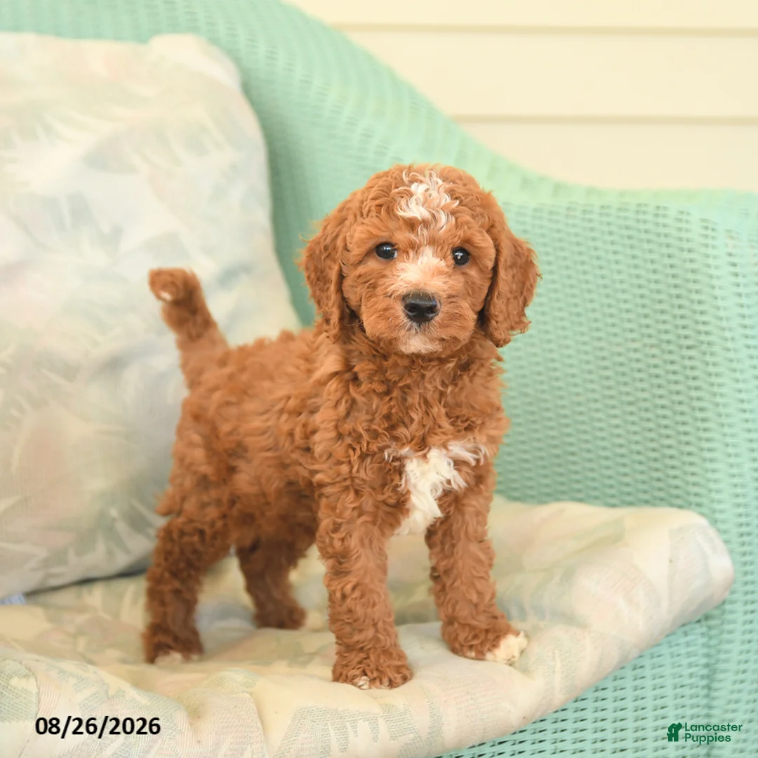 Cavapoo dogs for sale: Farlow - Ad 1