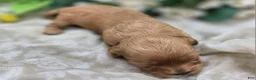 Cavapoo dogs for sale: Lala Orange - Ad 5