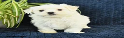 Maltese dogs for sale: King - Ad 2